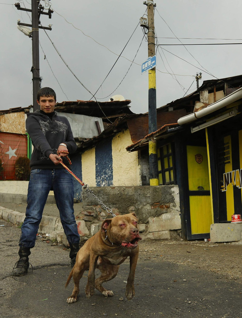 Çinçin, Düttürü Dünya’da yaşayacak: Yenidoğan dönüşümle tarihe karıştı - Resim: 1