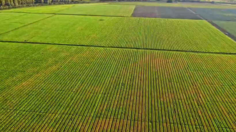 Ankara'da Gölbaşı Belediyesinden genç çiftçilere yüzde 100 hibeli mısır silajı desteği