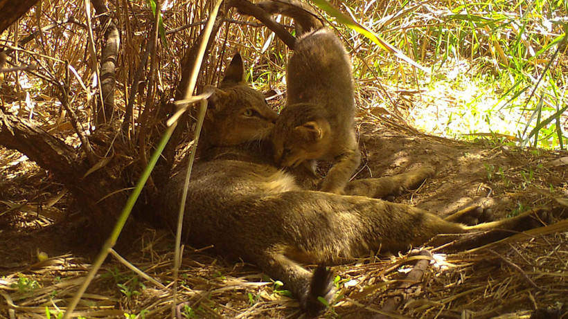 Kırıkkale Delice'de doğanın gizli anları gün yüzüne çıktı