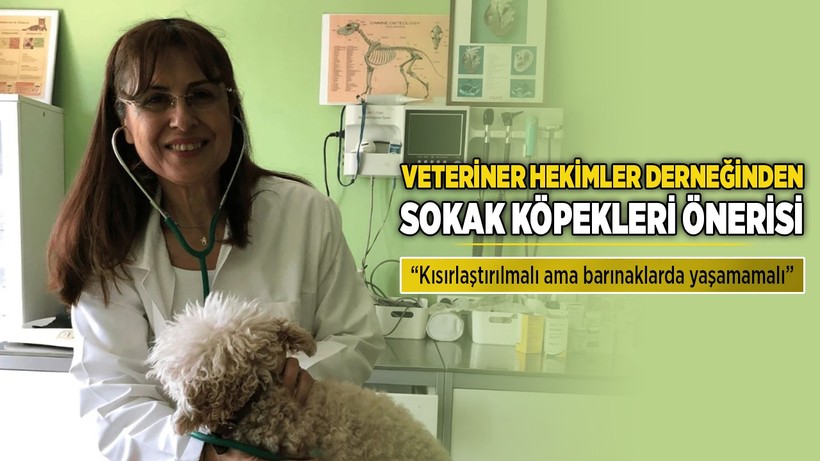 Veteriner Hekimler Derneğinden sokak köpekleri için dikkat çeken öneri