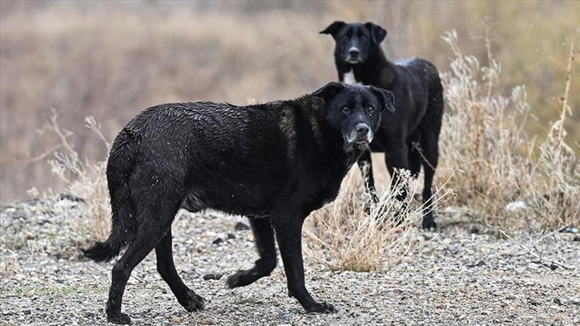 Mamak'ta sokak köpeklerinin kovaladığı çocuk yüksekten atlayarak yaralandı