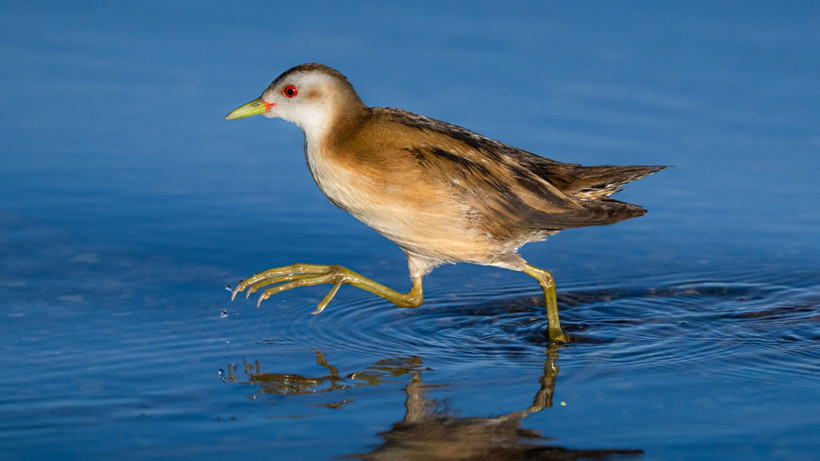 Ankara'nın kalbinde bir doğa harikası: Mogan Gölü onlarca tür kuşa kucak açtı