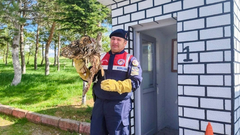 Yozgat'ta, yaralı puhu kuşu bulundu