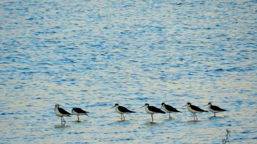 Eşsiz doğasıyla ünlü Nallıhan’da 8. Foto Safari başlıyor