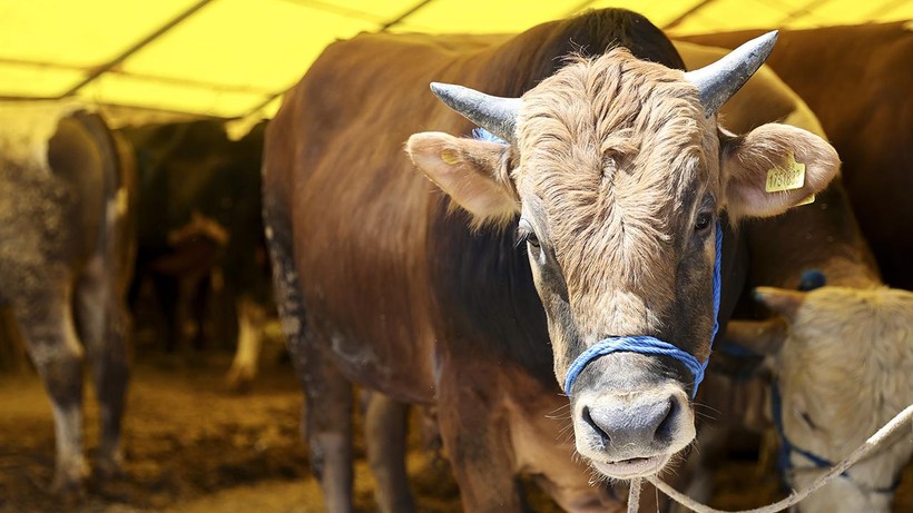 Ankara, Kırıkkale, Kırşehir ve Yozgat kurbanlık fiyatları ne kadar olacak?
