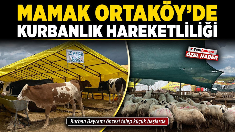 Mamak Ortaköy’de kurbanlık hareketliliği! Kurban Bayramı öncesi talep küçük başlarda