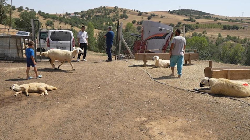 Kırıkkale’de 210 hayvan telef oldu! Yaşlı kadın gözyaşlarına boğuldu