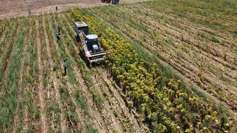 Yozgat’ta siyah ay çekirdeği hasadı başladı: Verim düşüklüğü ise üreticiyi zorluyor