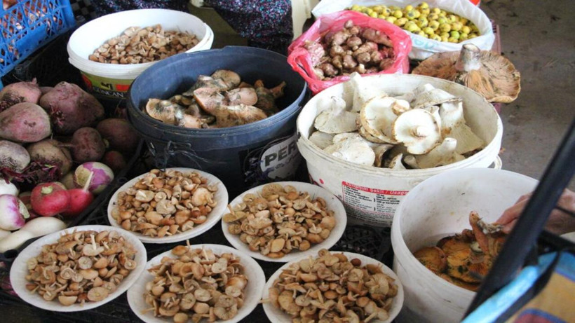 Bolu’da vatandaşın ormandan topladığı o lezzet, pazarda görücüye çıktı