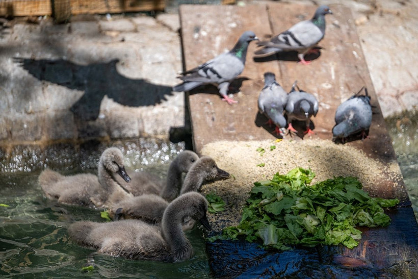 Kuğulu Park’ta dünyaya gelen 4 kuğu yavrusu özel bakımla büyütülüyor - Resim: 1