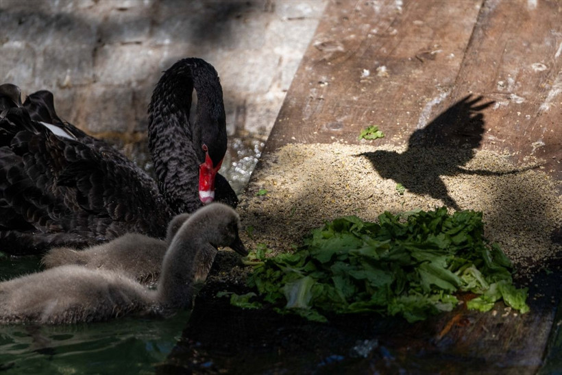 Kuğulu Park’ta dünyaya gelen 4 kuğu yavrusu özel bakımla büyütülüyor - Resim: 2