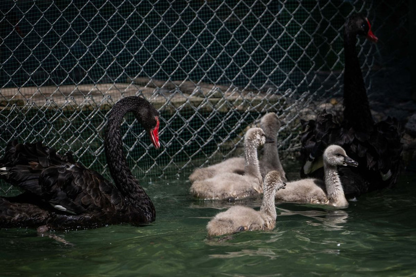 Kuğulu Park’ta dünyaya gelen 4 kuğu yavrusu özel bakımla büyütülüyor - Resim: 3