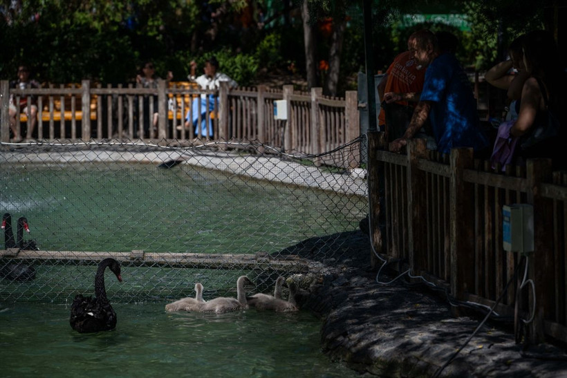 Kuğulu Park’ta dünyaya gelen 4 kuğu yavrusu özel bakımla büyütülüyor - Resim: 4