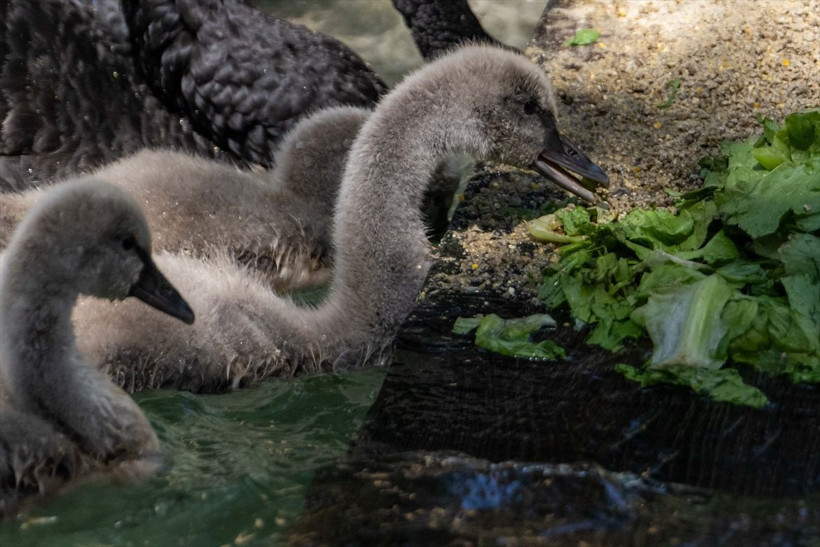 Kuğulu Park’ta dünyaya gelen 4 kuğu yavrusu özel bakımla büyütülüyor - Resim: 6