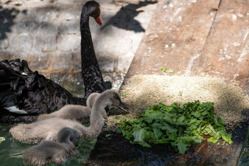 Kuğulu Park’ta dünyaya gelen 4 kuğu yavrusu özel bakımla büyütülüyor - Resim: 8