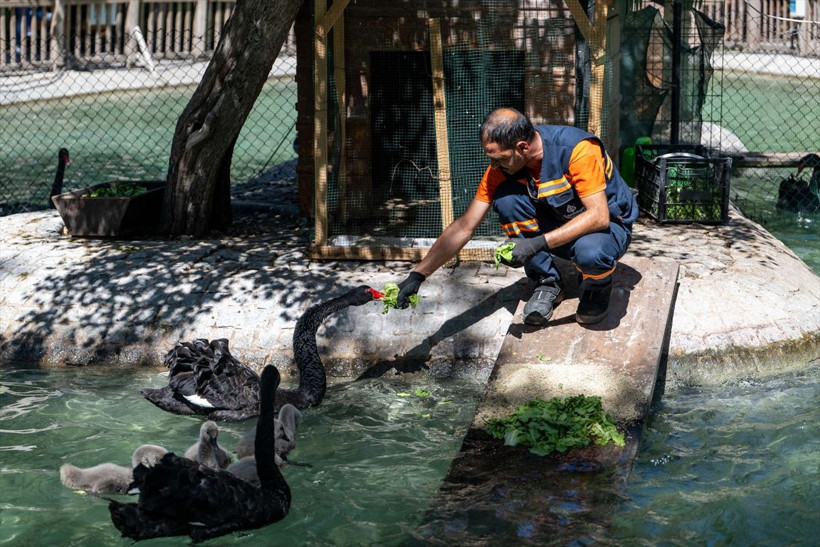 Kuğulu Park’ta dünyaya gelen 4 kuğu yavrusu özel bakımla büyütülüyor - Resim: 9