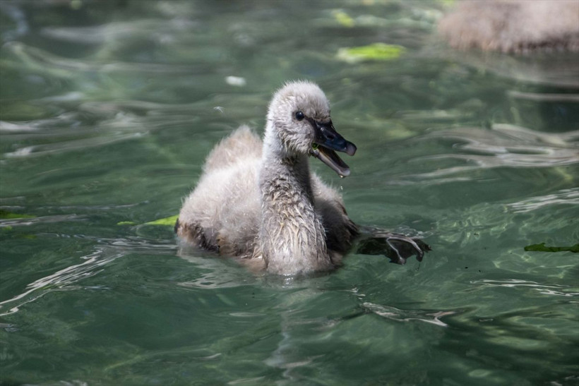 Kuğulu Park’ta dünyaya gelen 4 kuğu yavrusu özel bakımla büyütülüyor - Resim: 10