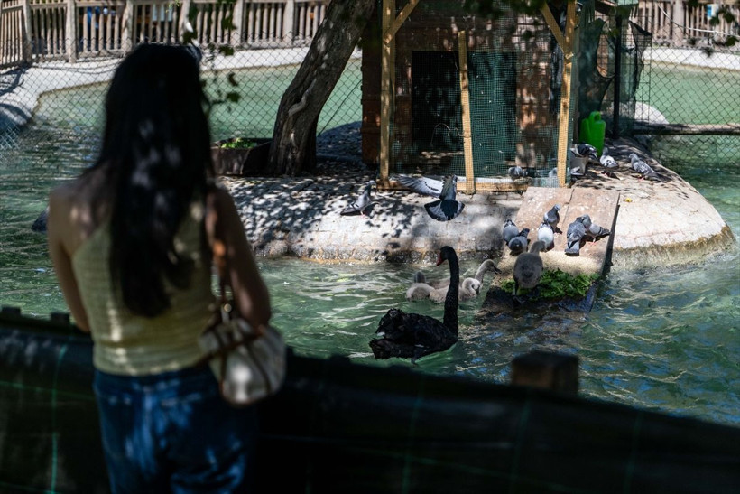 Kuğulu Park’ta dünyaya gelen 4 kuğu yavrusu özel bakımla büyütülüyor - Resim: 11