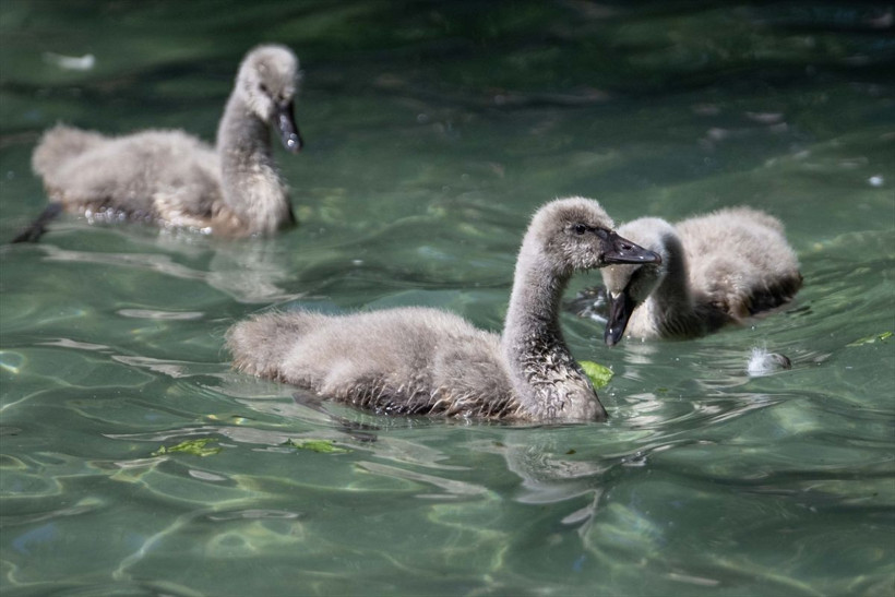 Kuğulu Park’ta dünyaya gelen 4 kuğu yavrusu özel bakımla büyütülüyor - Resim: 13