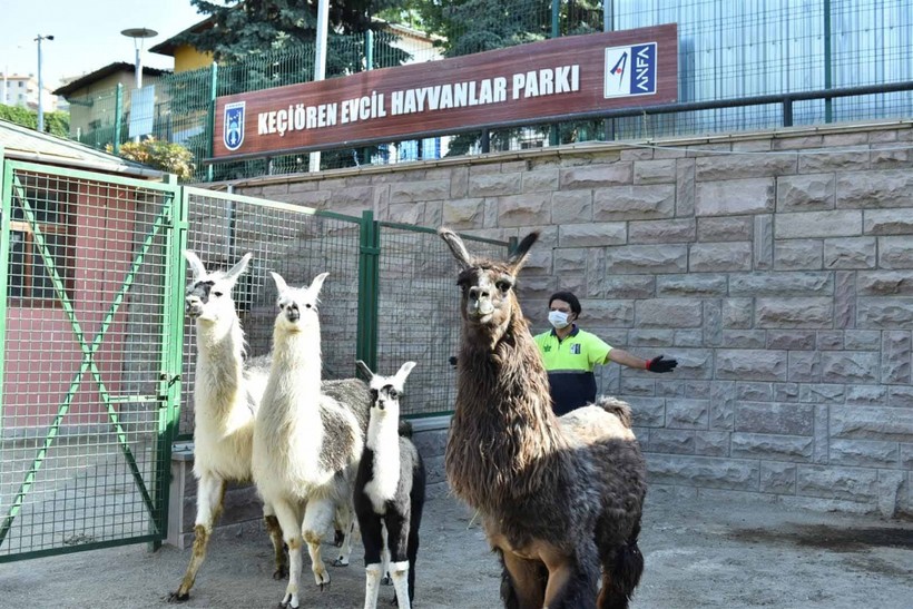 Keçiören Evcil Hayvanlar Parkı’nın Yeni Üyeleri Dünyaya Gözlerini Açtı - Resim: 10