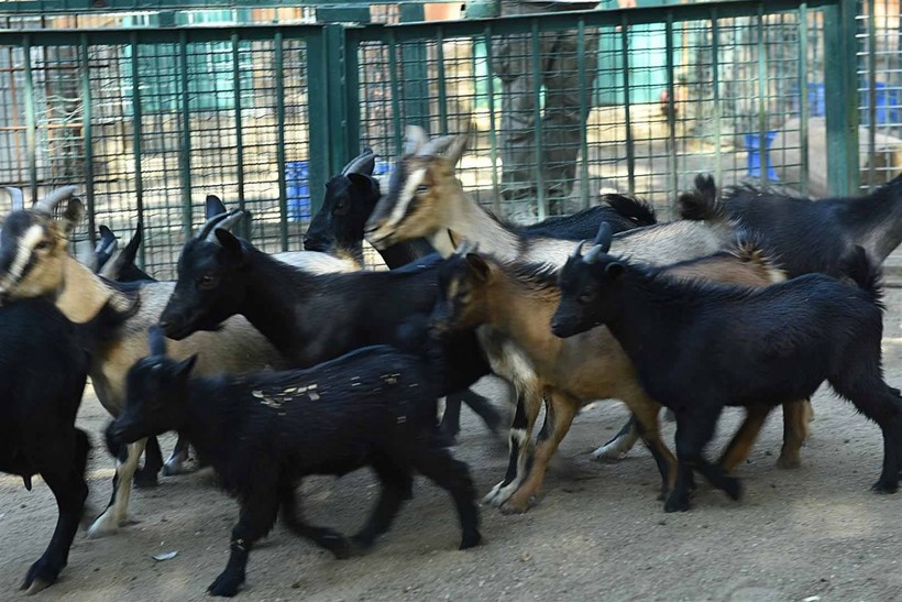 Keçiören Evcil Hayvanlar Parkı’nın Yeni Üyeleri Dünyaya Gözlerini Açtı - Resim: 33