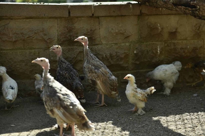 Keçiören Evcil Hayvanlar Parkı’nın Yeni Üyeleri Dünyaya Gözlerini Açtı - Resim: 9