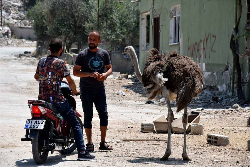 "Gökhan" ile "Fadime" isimlerini verdiği deve kuşlarını enkaza dönen mahallesinde besliyor - Resim: 1