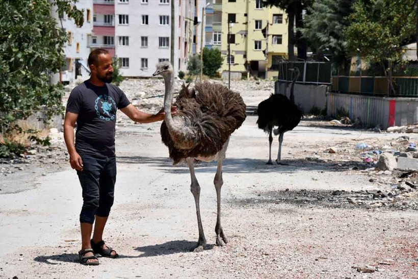 "Gökhan" ile "Fadime" isimlerini verdiği deve kuşlarını enkaza dönen mahallesinde besliyor - Resim: 11