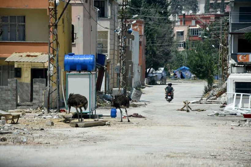 "Gökhan" ile "Fadime" isimlerini verdiği deve kuşlarını enkaza dönen mahallesinde besliyor - Resim: 14