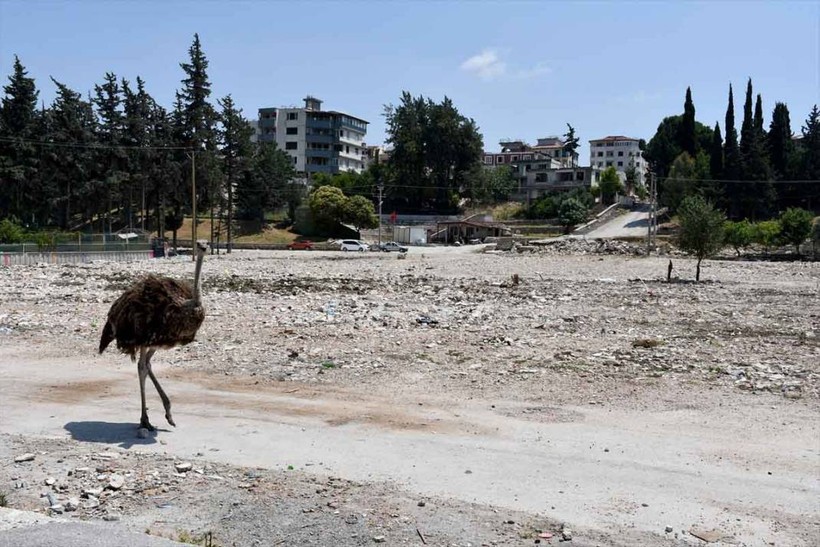 "Gökhan" ile "Fadime" isimlerini verdiği deve kuşlarını enkaza dönen mahallesinde besliyor - Resim: 18