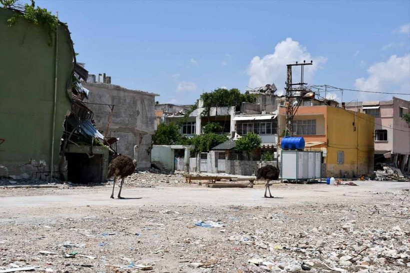 "Gökhan" ile "Fadime" isimlerini verdiği deve kuşlarını enkaza dönen mahallesinde besliyor - Resim: 2