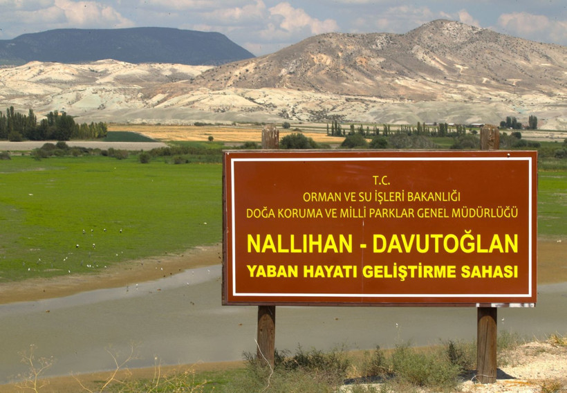 Gökkuşağı Tepelerinin gölgesinde Nallıhan Kuş Cenneti - Resim: 6